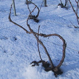 Taille des vignes pendant l hiver