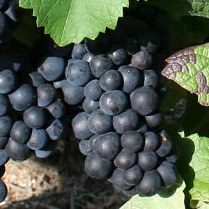 Pinot noir un raisin noir de Champagne