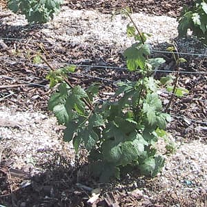 Pied de vigne 2 ans