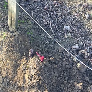 Plant de vigne