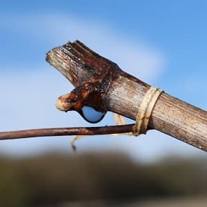 Pleurs de la vigne en Champagne apr&egrave;s le liage