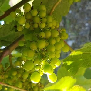 Les raisins de champagne au mois de juillet, nous d&eacute;butons le rognage des vignes