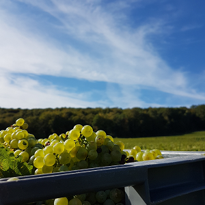 Raisins et ciel bleu