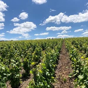 Randonn&eacute;e dans les vignes de Champagne
