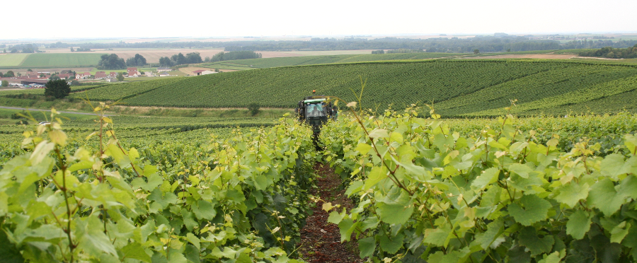 Rognage des vignes avec enjambeur