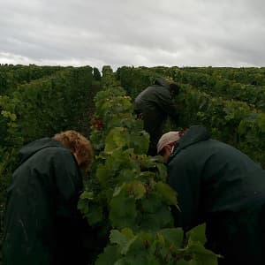 Vendange sous la pluie en champagne