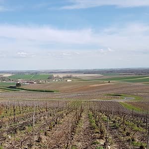 Vigne de champagne en avril apr&egrave;s le liage 