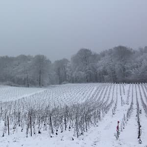 La neige dans les vignes de champagne broyage des sarments de taille en f&eacute;vrier