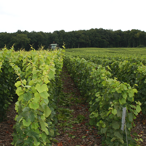 Difference entre un rayon de vigne rogne et un non rogne