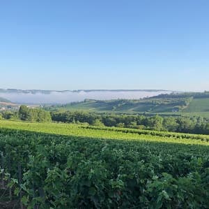 domaine Champagne de vignerons ind&eacute;pendants